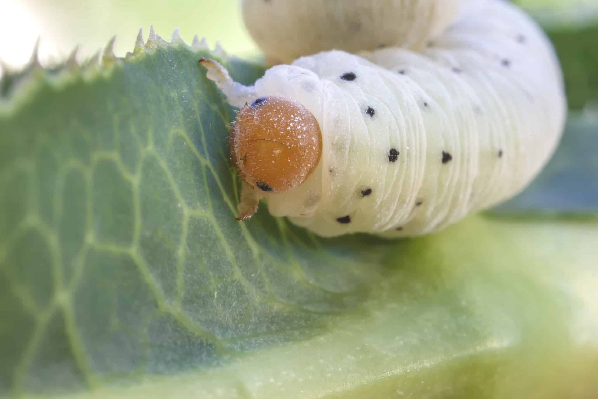 Baby Caterpillars: 6 Pictures and 5 Incredible Facts - A-Z Animals