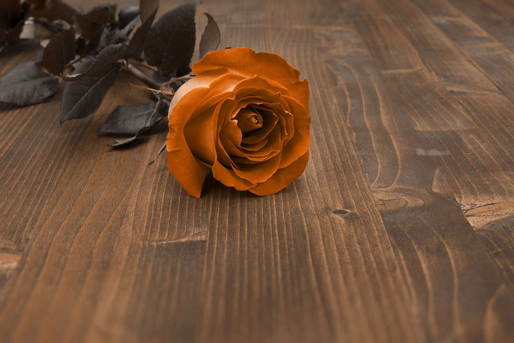 Terracotta color rose on wood copy space background.