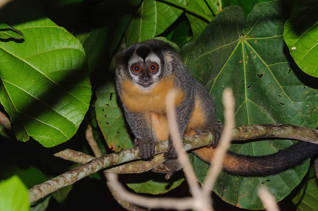 Azara's night monkey - Aotus azarae in Puerto Maldonado, Peru