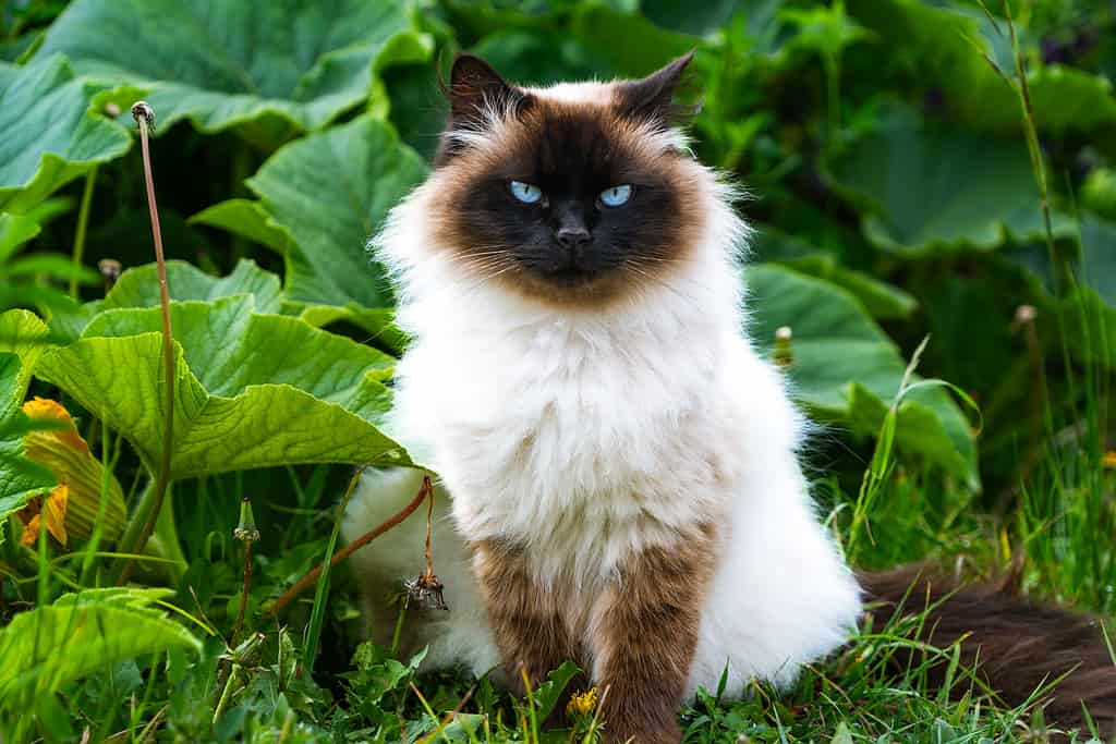 Siamese Himalayan Persian cat