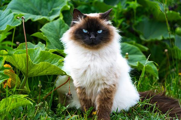 50 Cartoon Cat Names Sure to Make You Smile - A-Z Animals
