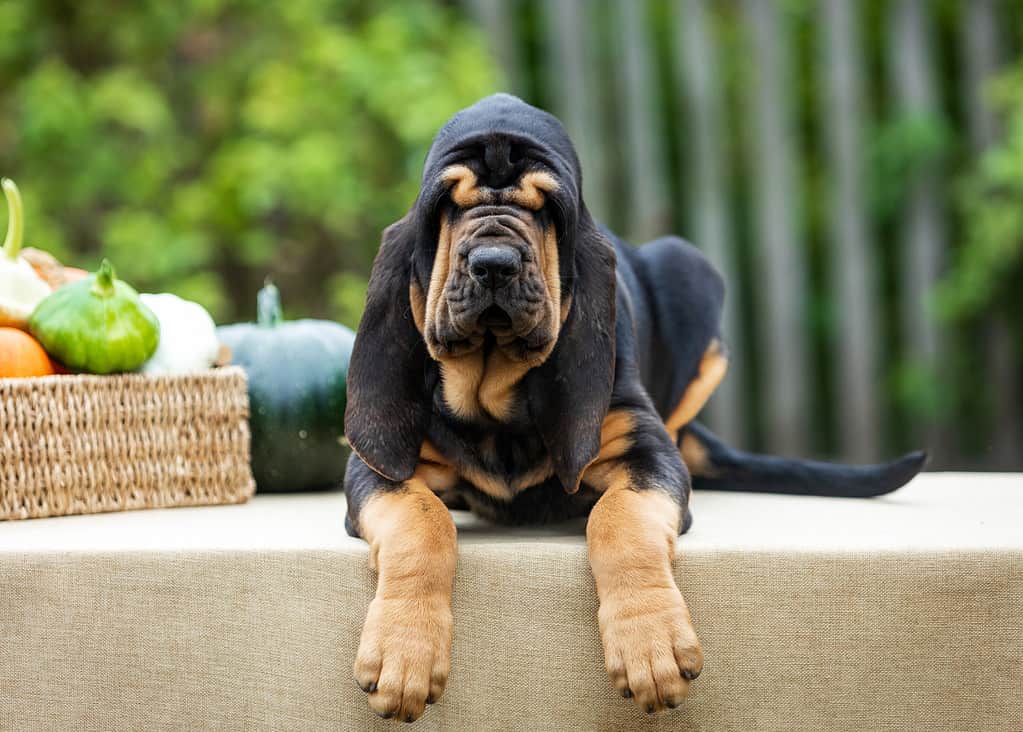 Portrait of an adorable black bloodhound puppy lying on a table next to a basket of vegetables