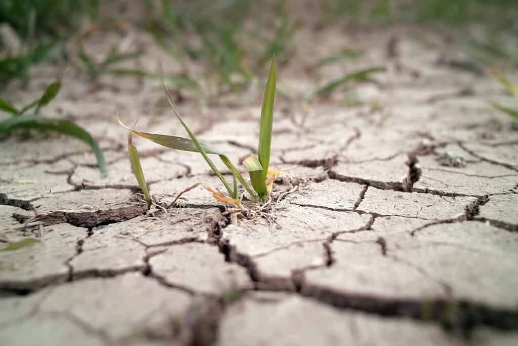 Wheat grass growing through cracks in the ground