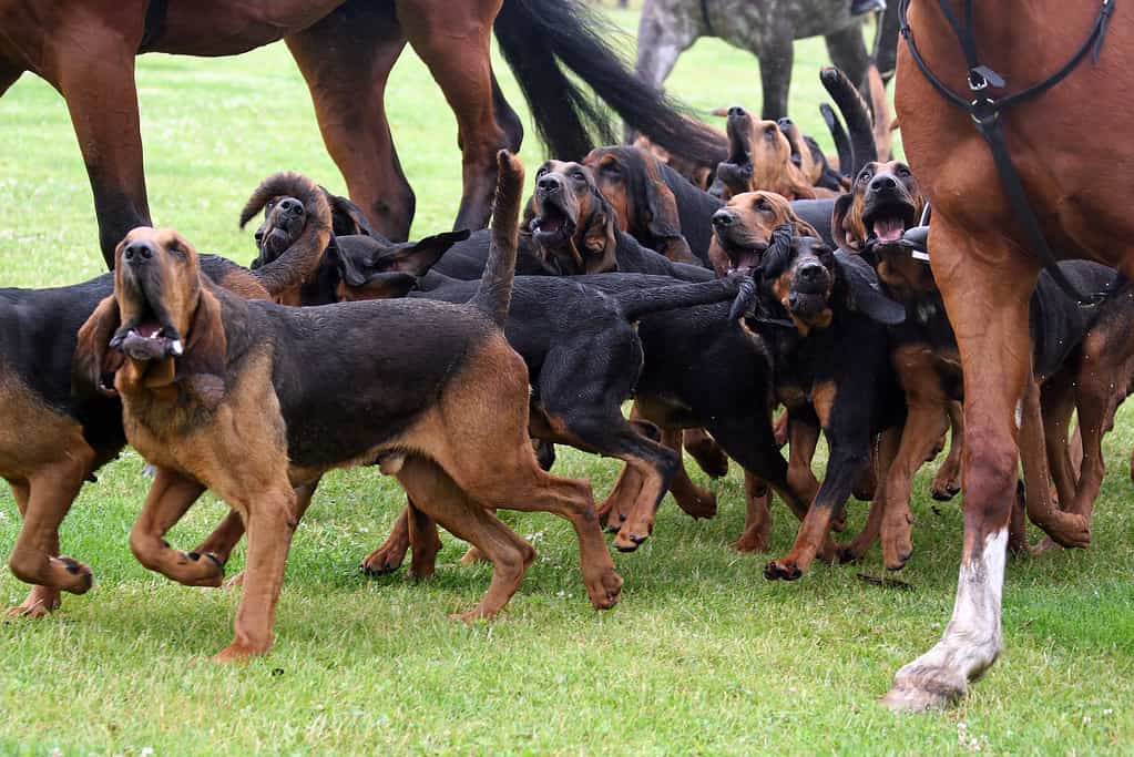 bloodhound hunting