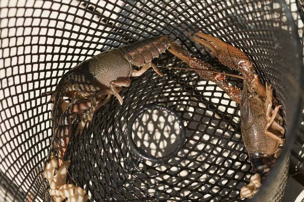 Captured Crayfish Crustaceans