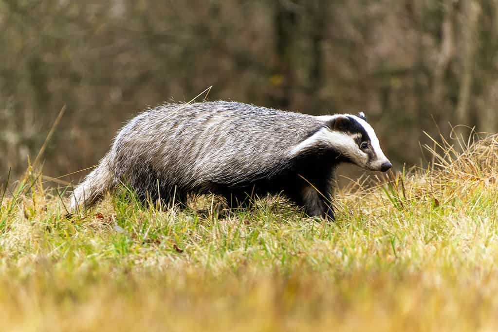 Badger runs in swampy meadow