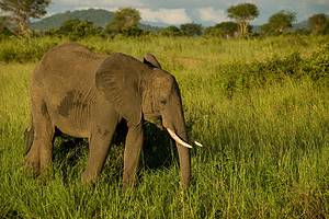 This Three Legged Elephant Uses His Trunk for Support Picture