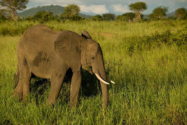 This Three Legged Elephant Uses His Trunk for Support - A-Z Animals