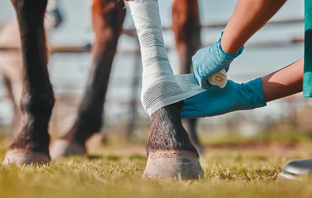 Horse, woman veterinary and bandage on legs outdoor for injury, wound or sprain in countryside. Hands of doctor, nurse or vet person with an animal for help, healing and medical care at a ranch
