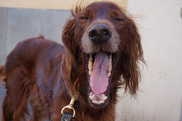 Yawn