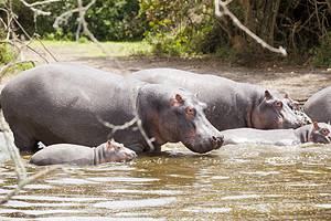 Territorial Hippos Throw a Tantrum and Charge at Zebras Crossing Their River Picture
