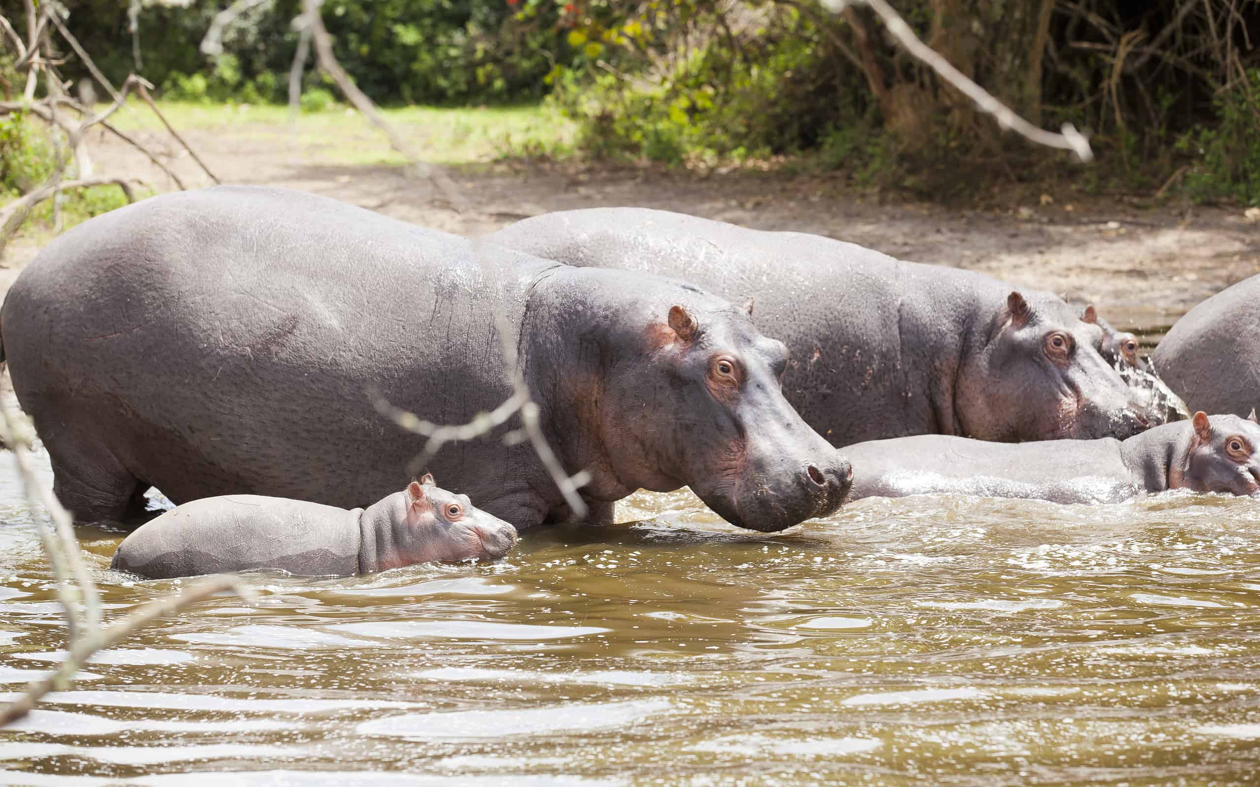 Hippos family and baby under African Sun - Diving