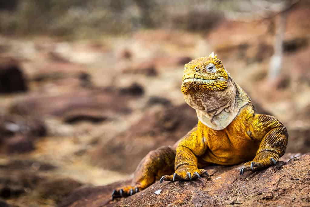 land iguana (Conolophus subcristatus) endemic to Galapagos islands