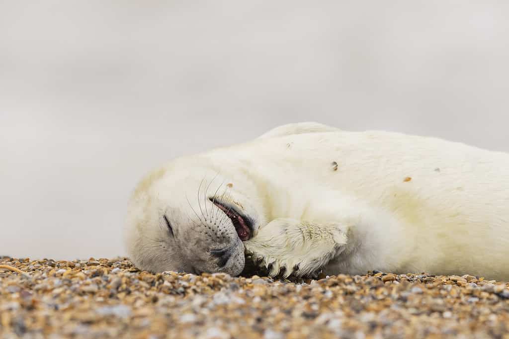 Cute Grey Seal Pups at Blakeney Point