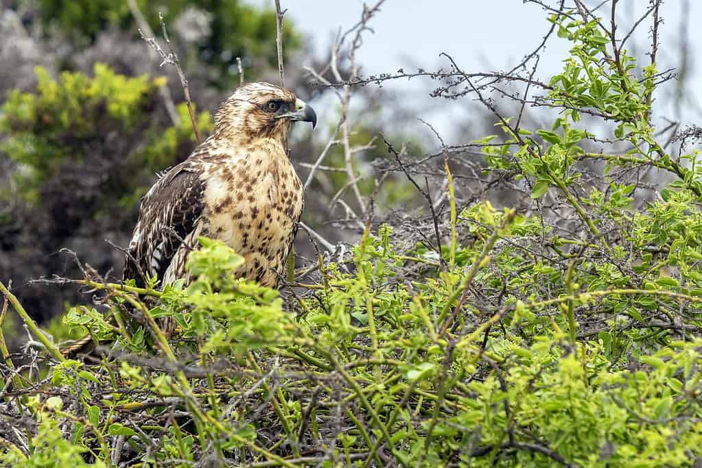 Galapagos Hawk, Ecuador