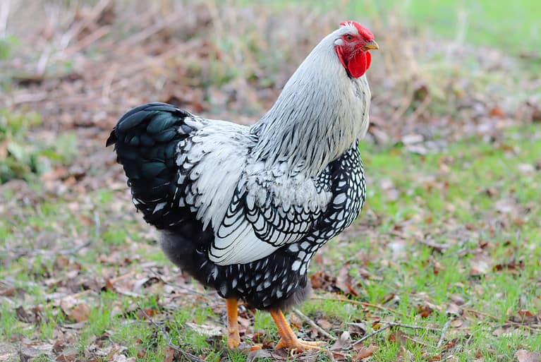 Close up of a silver laced Wyandotte cockerel