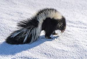 What Do Skunks Eat In The Winter? Picture