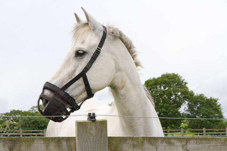 horse on diet for laminitis
