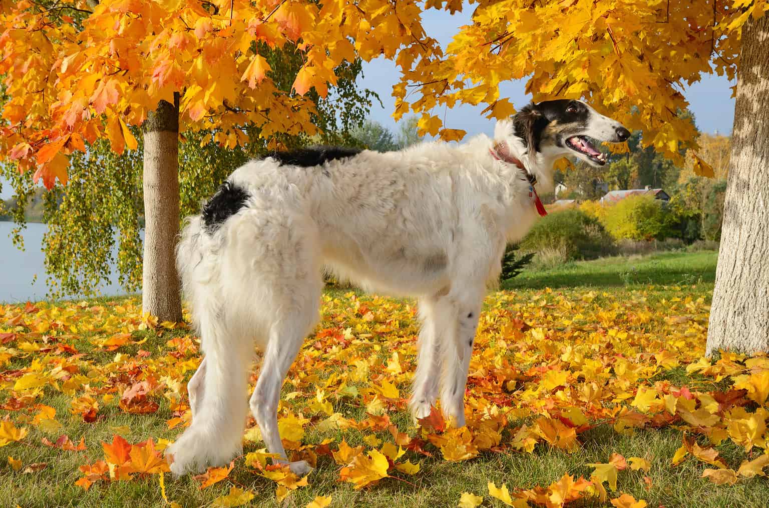 Borzoi Colors: Rarest to Most Common - A-Z Animals