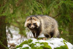 What Are Raccoon Dogs? Picture