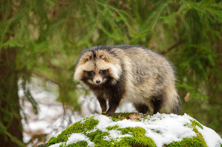 Raccoon dog