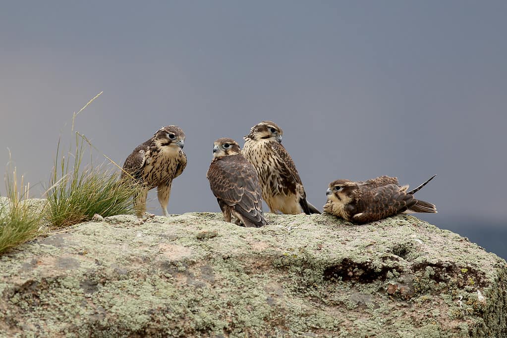 Prairie Falcon Family