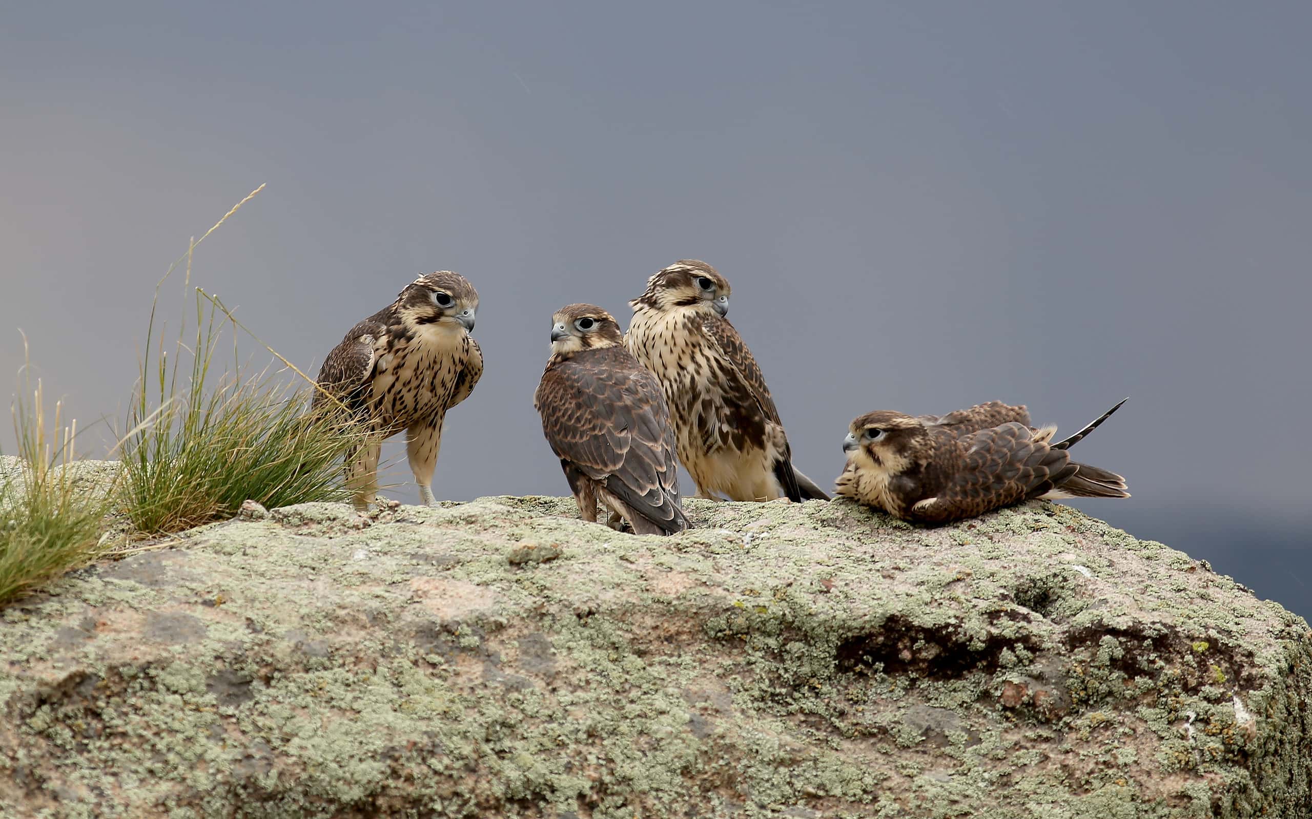 Prairie Falcon Family