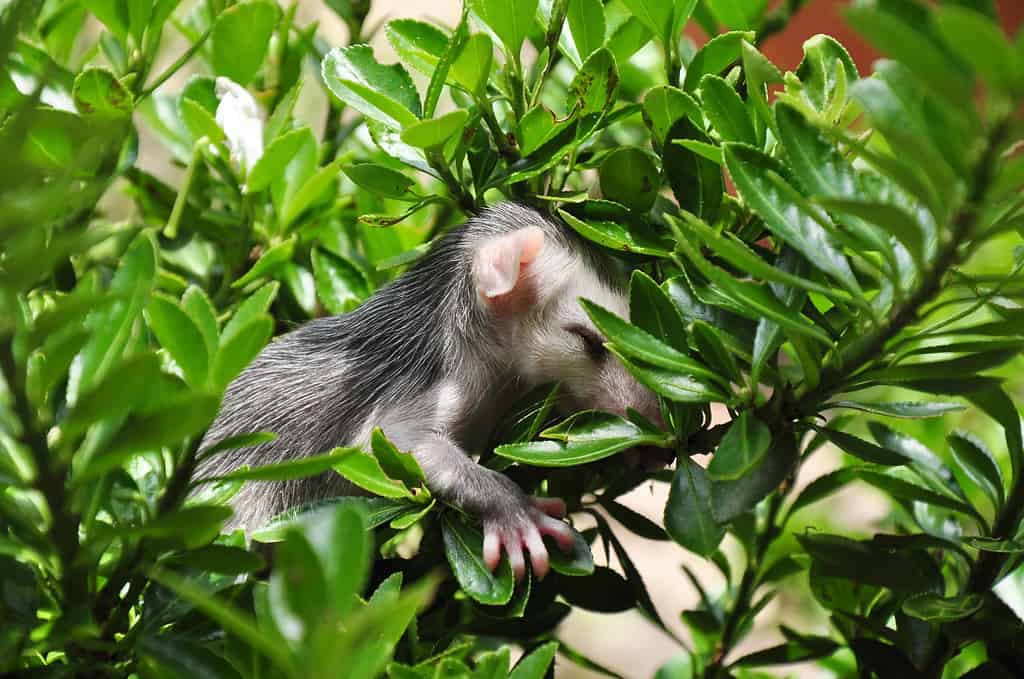 Possum baby sleeping in bush