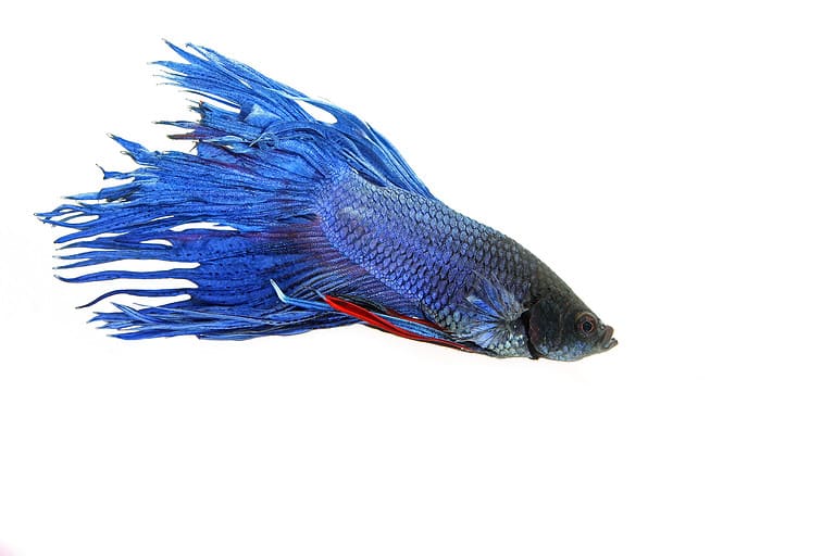 Blue siamese fighting fish