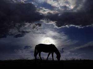 Can Horses See in the Dark? This Is What Experts Say Picture