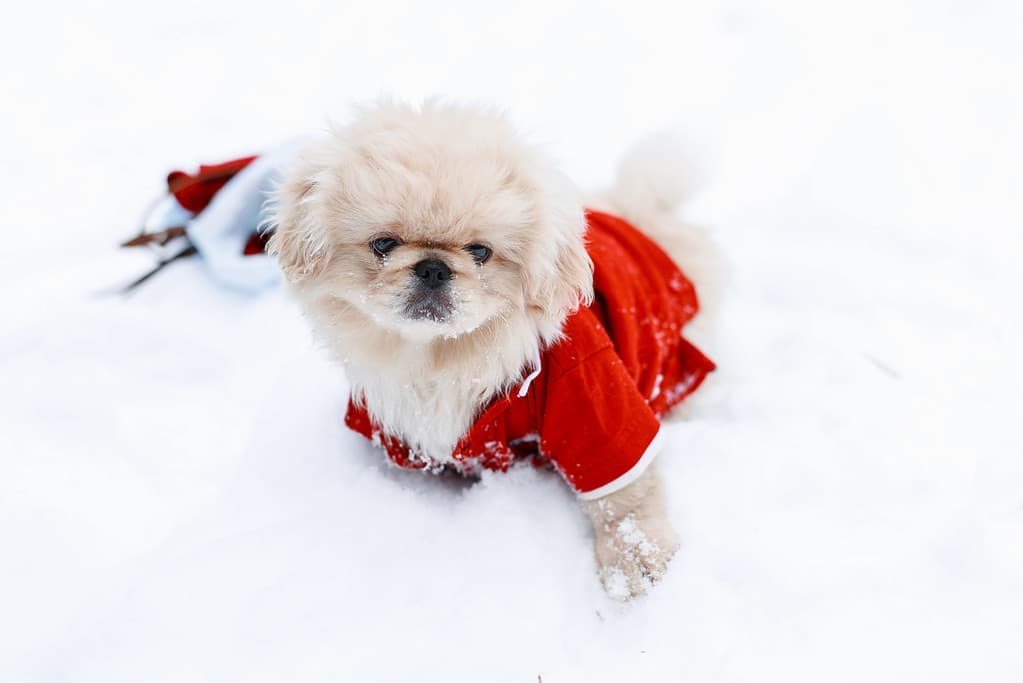 Cute Puppy dogs Pekingese in warm clothes