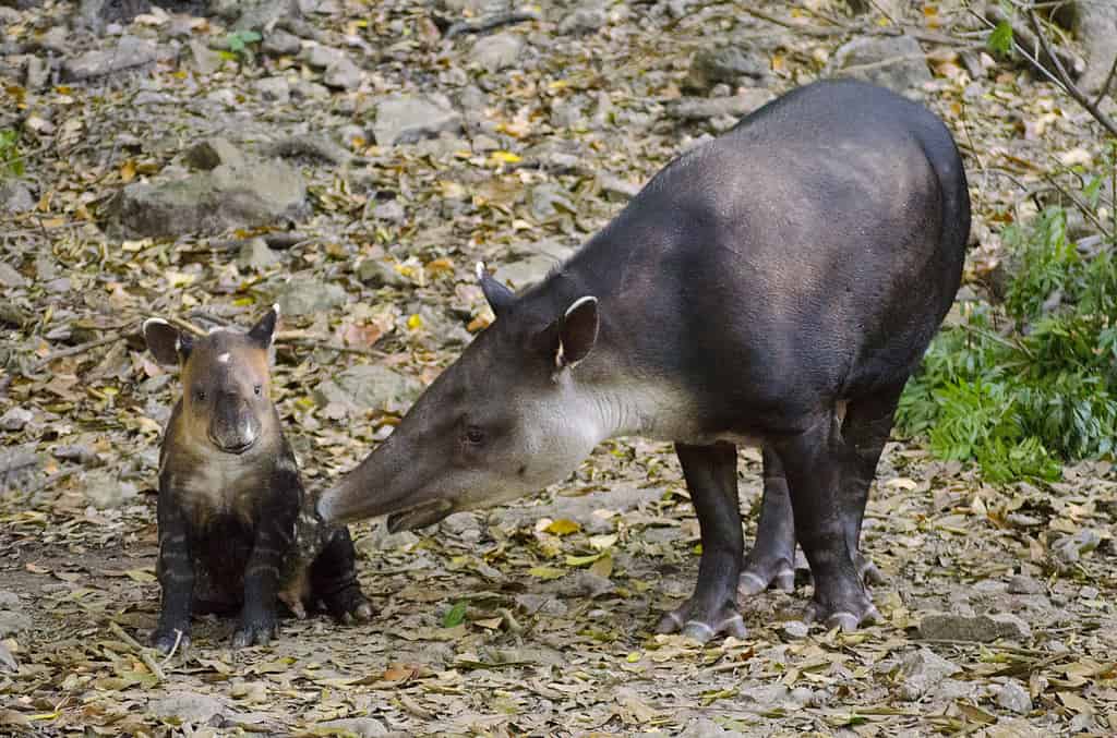 Mom and baby tapir