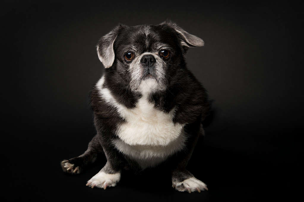 Regal Puginese Dog Portrait