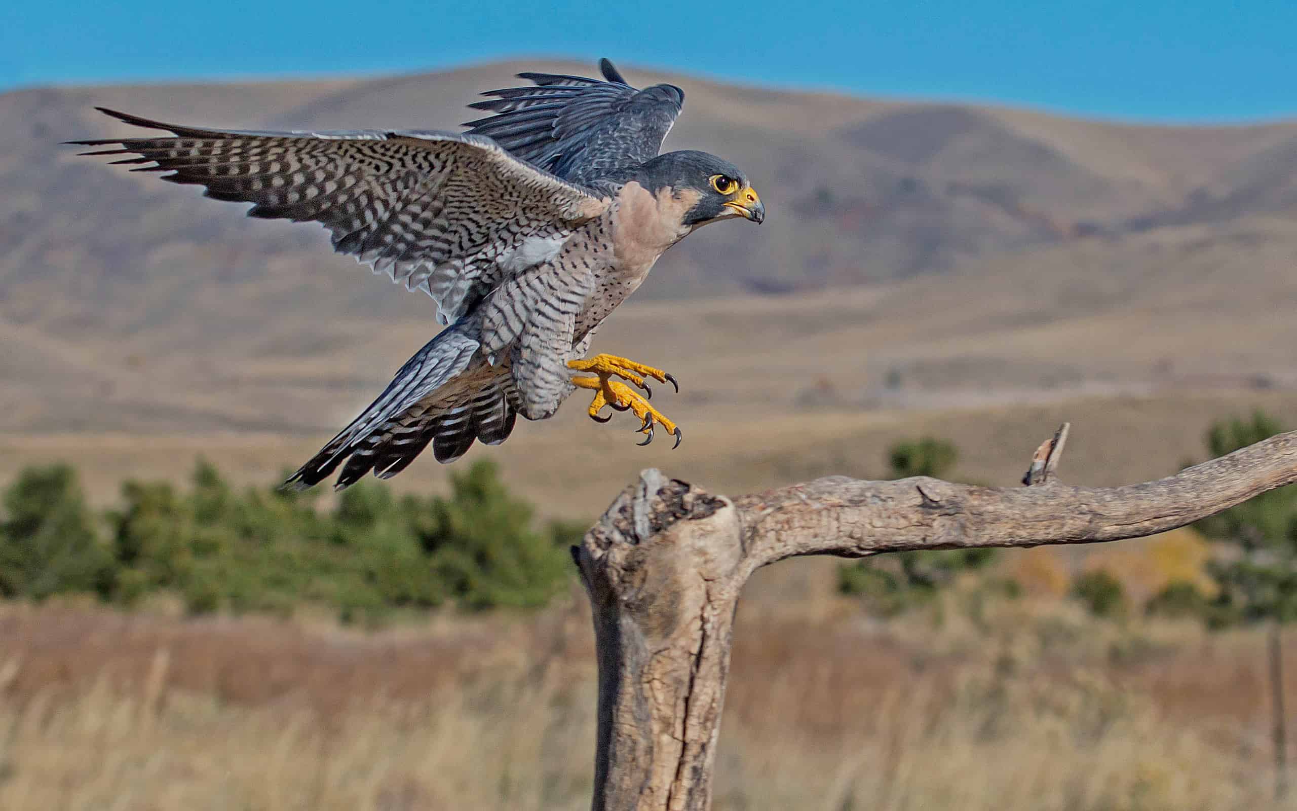 Peregrine Falcon Branch Landing
