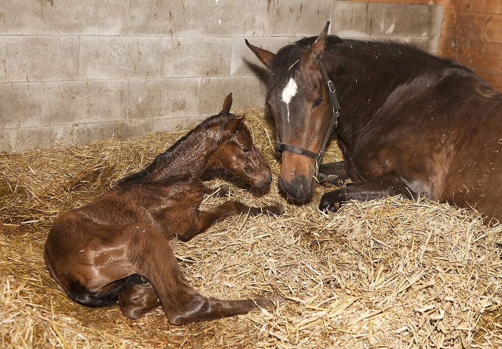 Mare with foal after birth