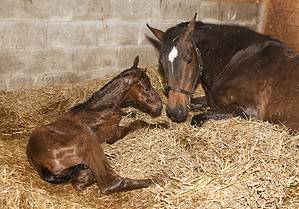 What’s Up With Newborn Horse Hooves? Picture