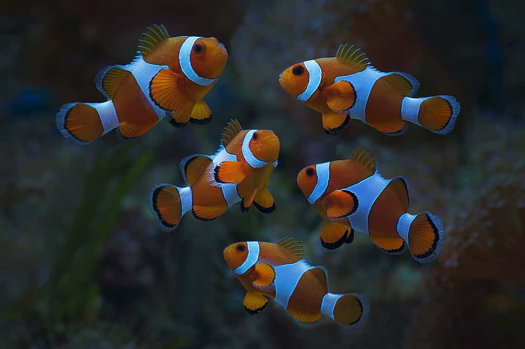 Clown Fish Amphiprion Ocellarisin