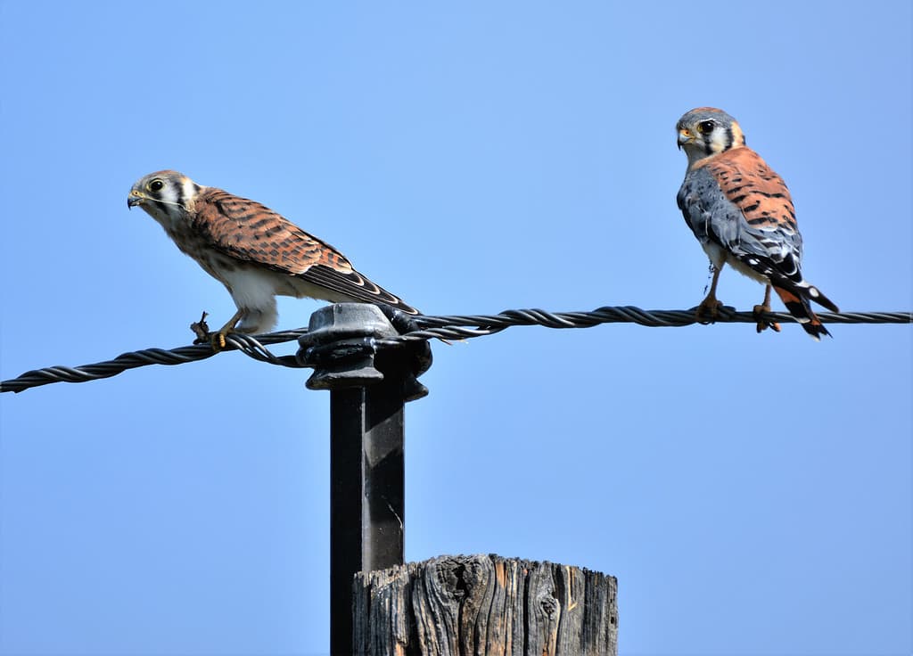 American Kestrel Falcons