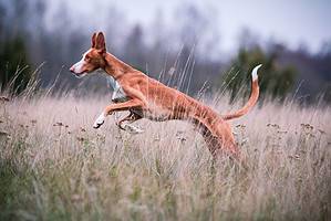 Ibizan Hound Prices in 2024: Purchase Cost, Vet Bills, and More! Picture