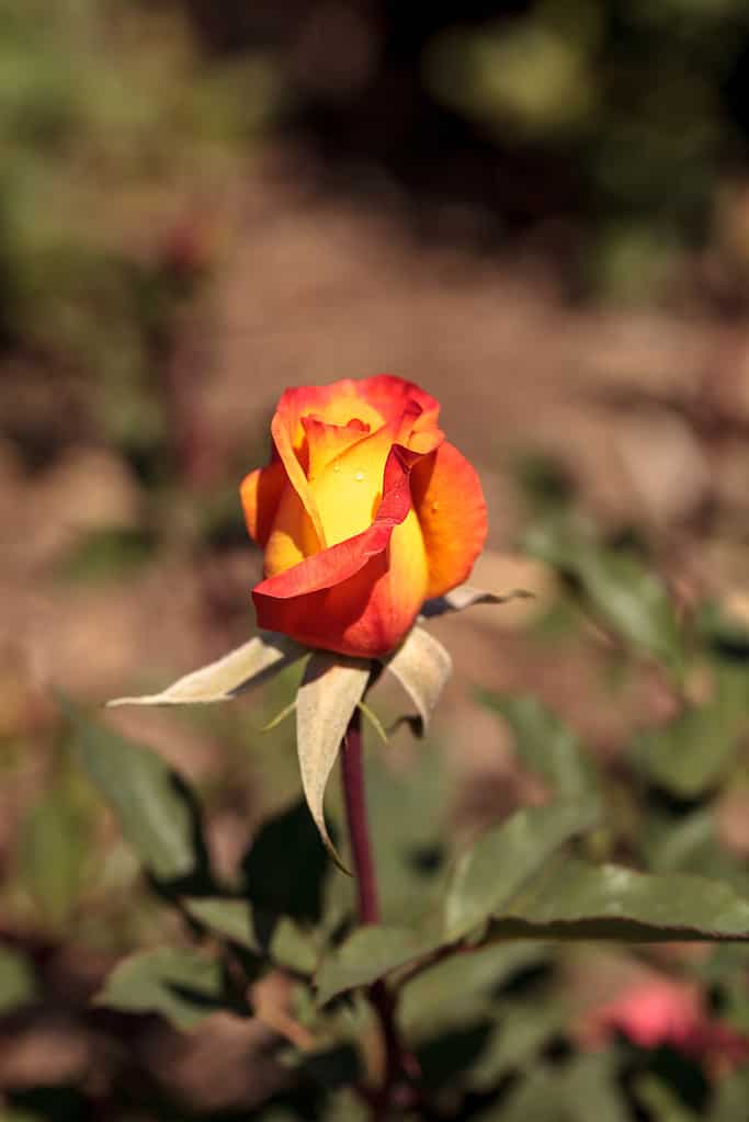 Hybrid yellow and orange tea rose
