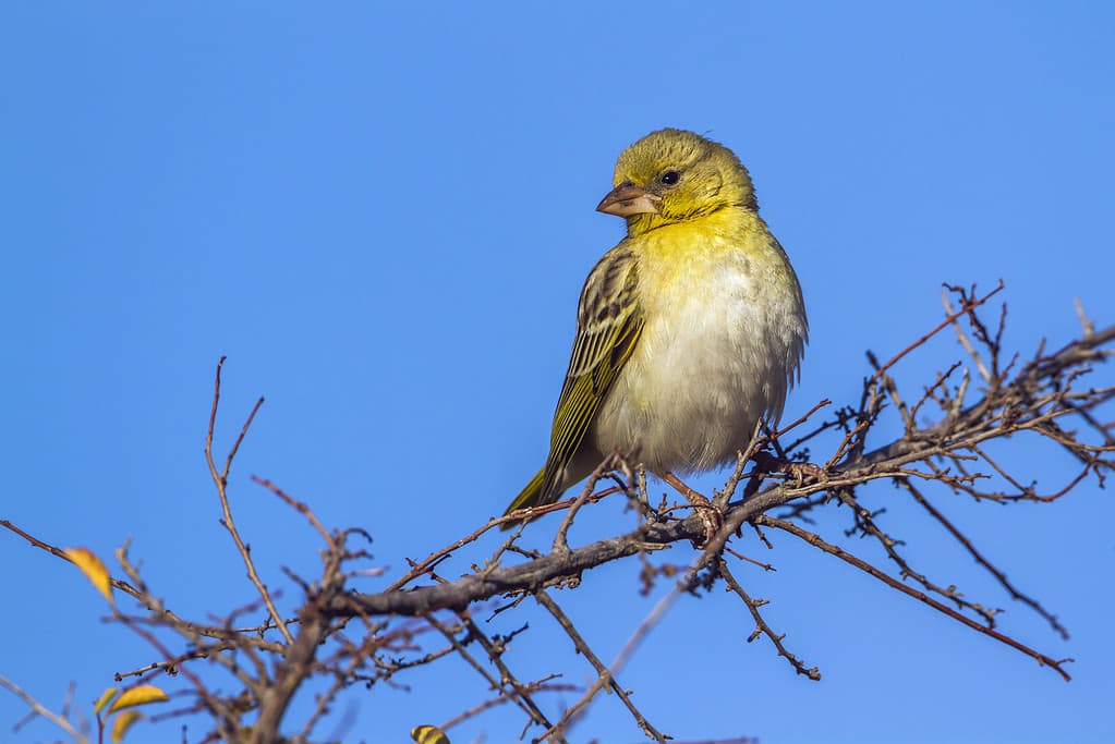 Yellow-fronted Canary in Kruger National park, South Africa