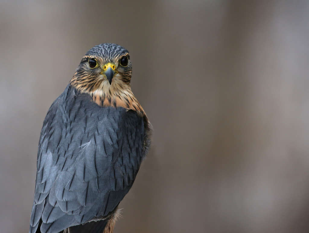 Merlin Eye Contact