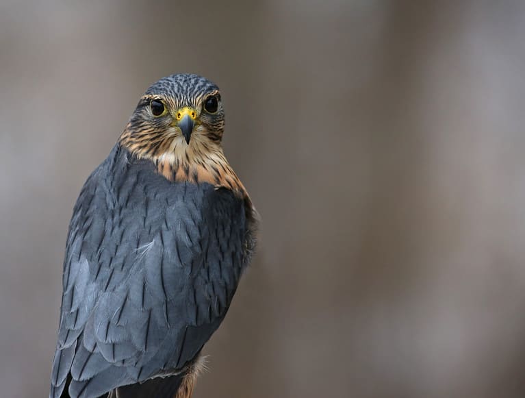 Merlin Eye Contact