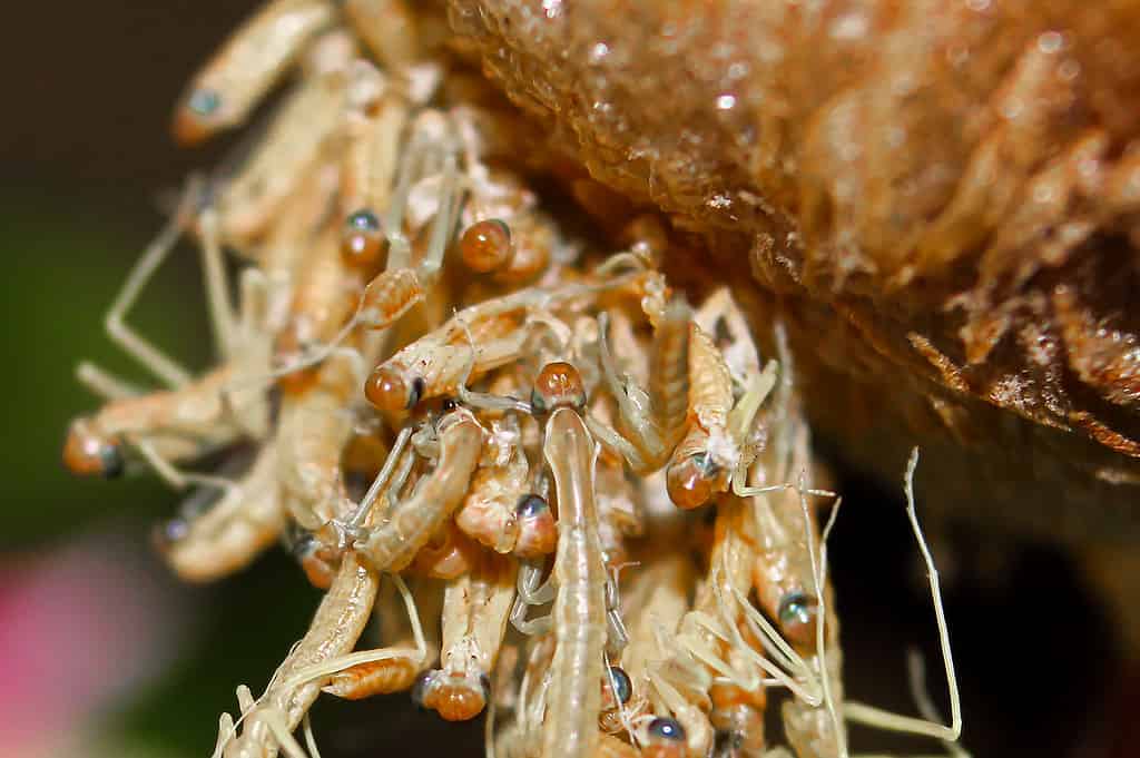 Closeup of praying mantis nymphs hatching from an egg case