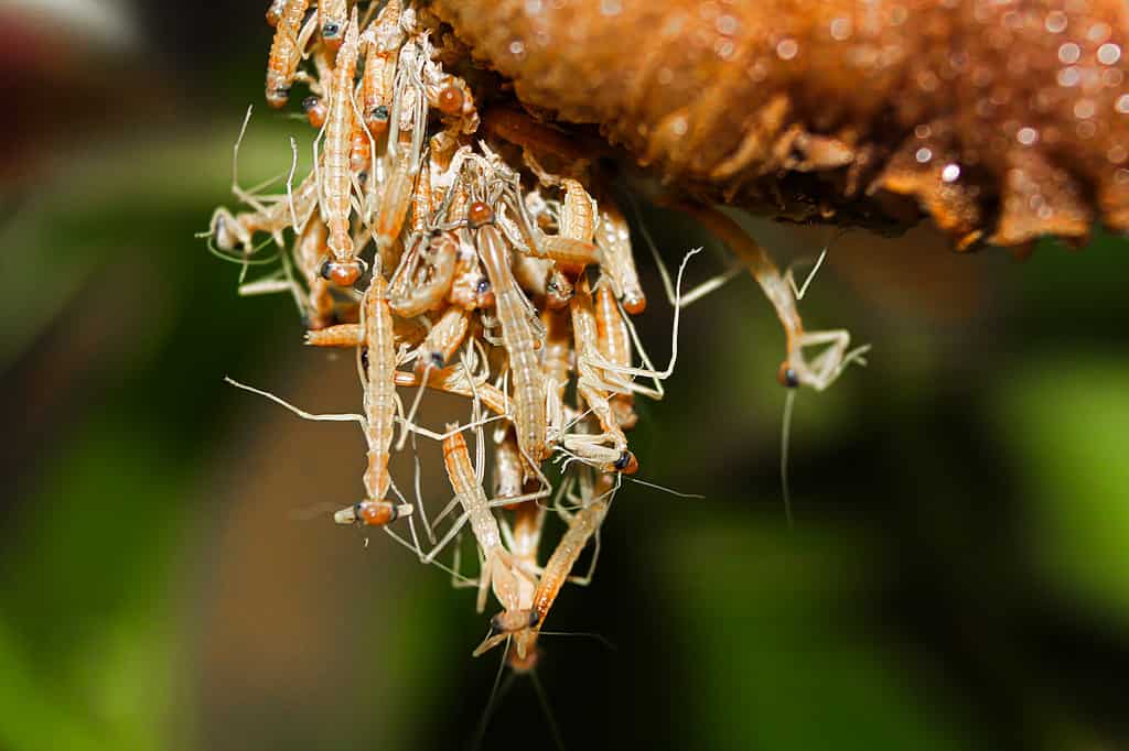 Praying mantis nymphs hatching from an ootheca
