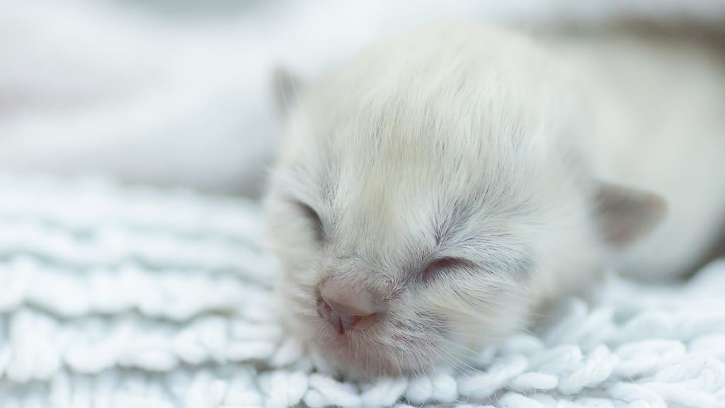 Close up to a White Newborn Kitten