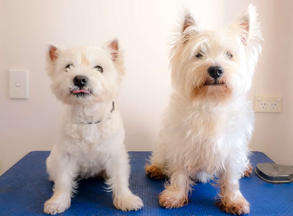 Two west highland white terriers on dog grooming table, one is sticking out tongue