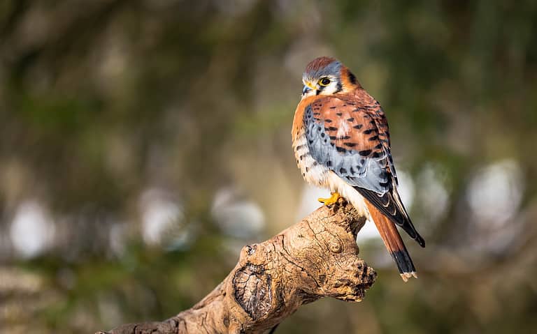 6 Falcons in Arizona: How to Identify Them and Where They Live - A-Z ...