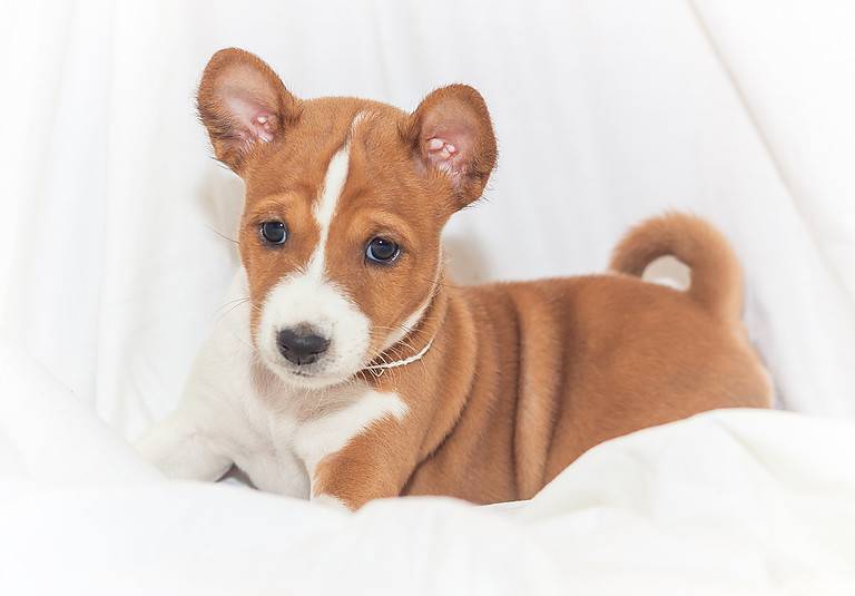 beautiful, cute puppy dogs not barking  dog breed basenji