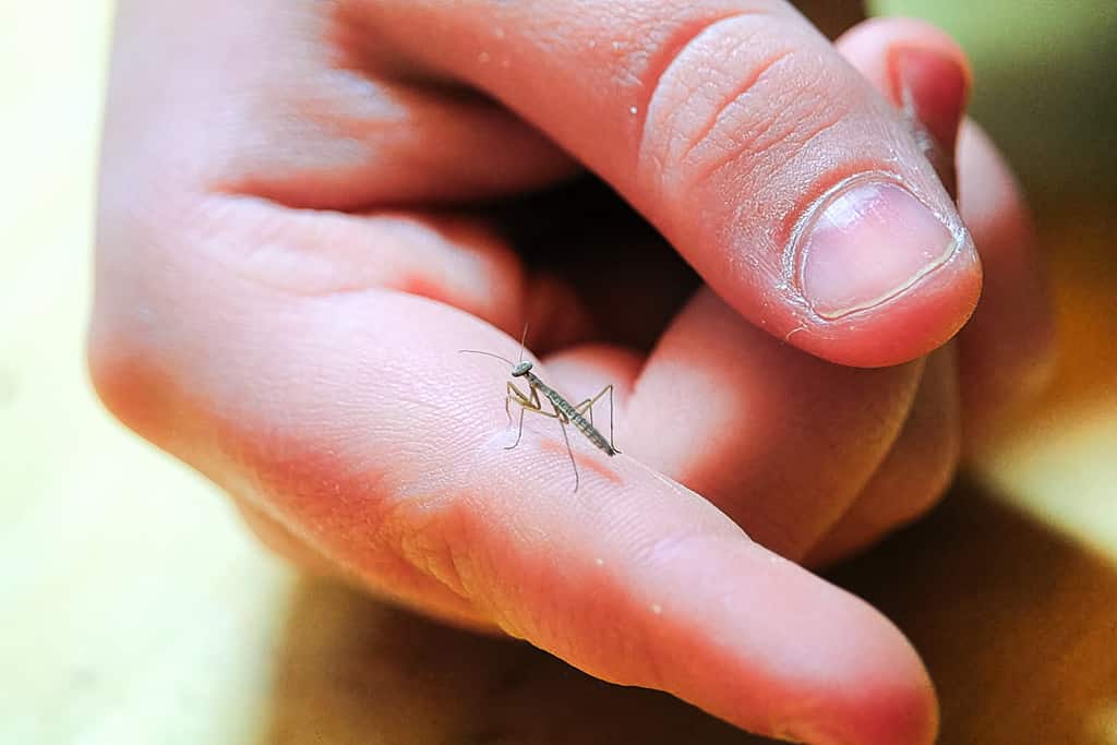 A tiny praying mantis on a finger